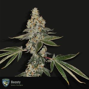 Beasty cannabis seeds – Gassy – Sativa Dominant – 12/12 Photoperiod – image 1 from Seed City