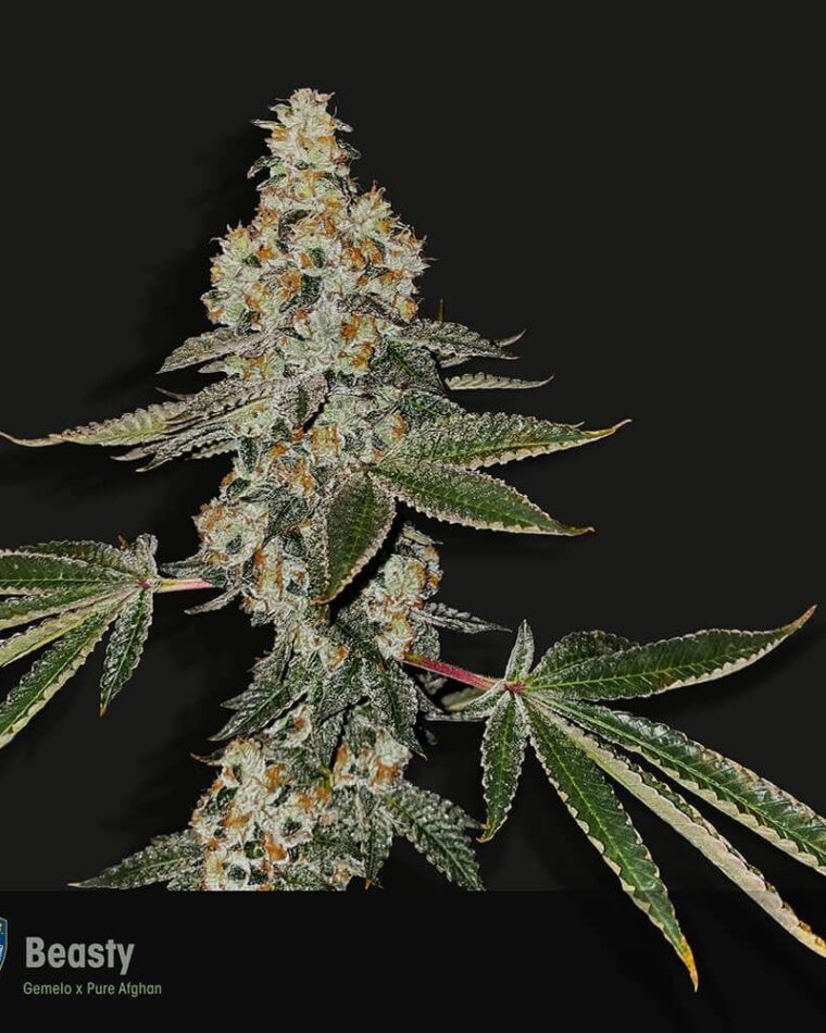 Beasty cannabis seeds – Gassy – Sativa Dominant – 12/12 Photoperiod – image 1 from Seed City