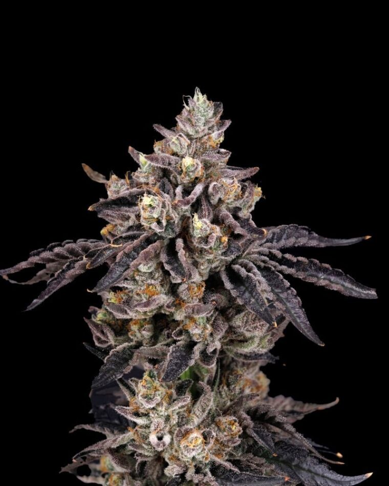 Ben Cherry cannabis seeds – Indoor-friendly – Citrus – 50% Indica/50% Sativa – image 1 from Seed City