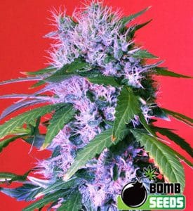 Image 1 of Berry Bomb cannabis by Bomb Seeds – Good for outdoor grow – Mostly Indica – Super Strength – Seed City
