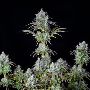 Original Big Bud Auto from FastBuds