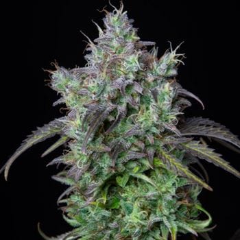 Original Big Bud Auto from FastBuds