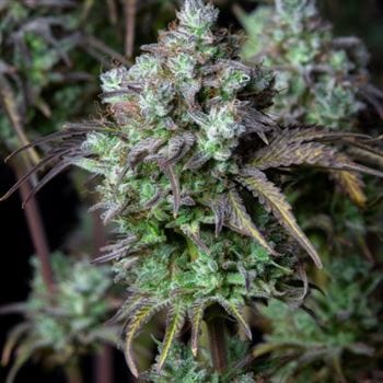 Original Big Bud Auto from FastBuds