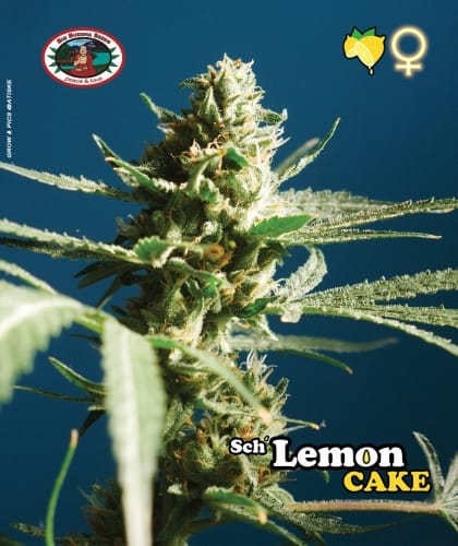 Sweet – Guaranteed female plants – Outdoor – Sch' Lemon Cake strain – image 2 – from Big Buddha Seeds via Seed City