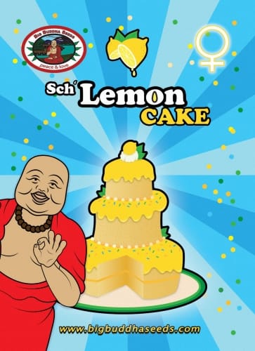 Image 3 of Sch' Lemon Cake cannabis by Big Buddha Seeds – Sweet – Outdoor – The End of October – Seed City
