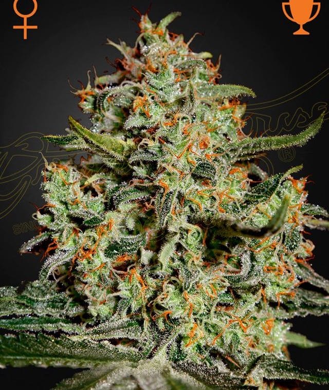 Big Bang by Green House Seeds – Relaxing – Mostly Indica – Excellent harvest potential – image 1 – Seed City