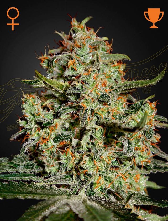 Big Bang by Green House Seeds – Relaxing – Mostly Indica – Excellent harvest potential – image 1 – Seed City