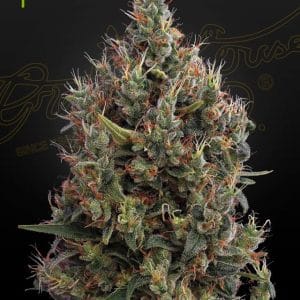 Big Bang Auto-flowering cannabis seeds – General Pain – Indoor-friendly – Indica Dominant – image 1 from Seed City