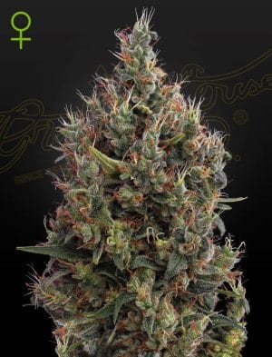 Big Bang Auto-flowering