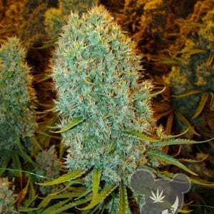 Big Bazooka cannabis seeds – Sweet – High Yielding – 12/12 Photoperiod – image 1 from Seed City
