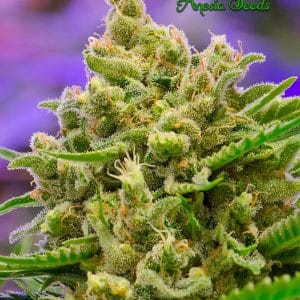 Sweet – Suited for indoor growing – Auto-Flowering – Big Bazooka Auto strain – image 1 – from Anesia Seeds via Seed City
