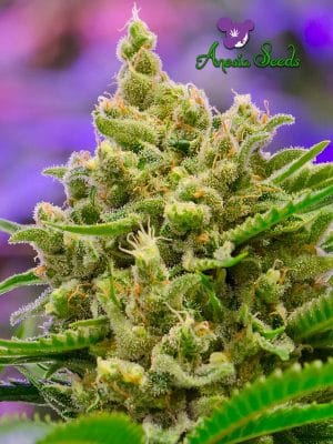 Big Bazooka Auto