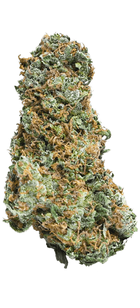 Image 1 of Big Bruce cannabis by Mega Buds – 12/12 Photoperiod – Sativa-leaning – Super Strength – Seed City