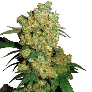 Large yield – 12/12 Photoperiod – Sweet – Big Bud strain – image 1 – from Sensi Seeds via Seed City