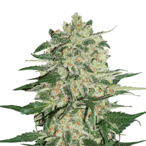 Big Bud