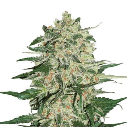 Big Bud by Seed Stockers – 12/12 Photoperiod – Super Strength – Outdoor – image 1 – Seed City