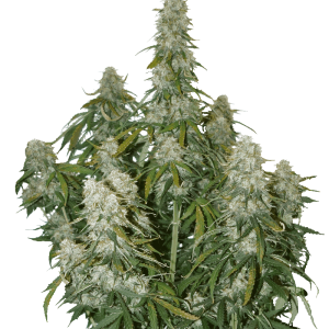 Big Bud Auto from Seed Stockers
