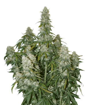 Big Bud Auto