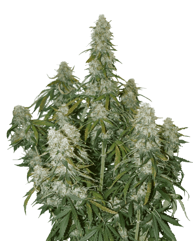 Big Bud Auto from Seed Stockers