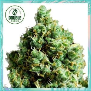 Big Bud Auto