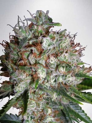 Big Bud XXL