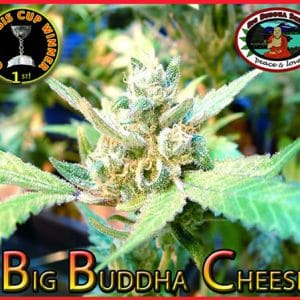 Big Buddha Cheese cannabis seeds – Dairy – Uplifting – Mostly Indica – image 1 from Seed City