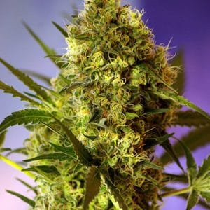 Auto-Flowering – Skunky – Guaranteed female plants – Big Devil Auto strain – image 1 – from Sweet Seeds via Seed City