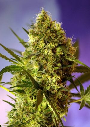 Big Devil Auto
