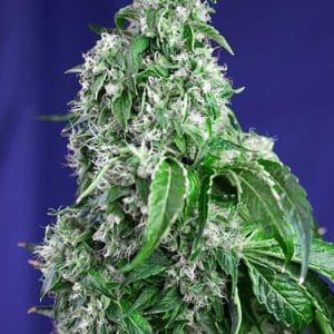 Big Devil F1 Fast Version by Sweet Seeds – Feminized – 12/12 Photoperiod – Sweet – image 1 – Seed City