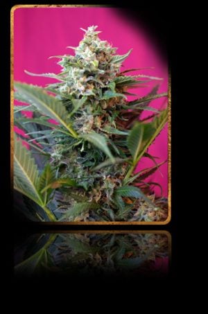 Big Devil XL Auto