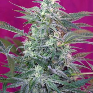 Big Foot from Sweet Seeds