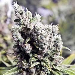 X-Line Big Grapefruit