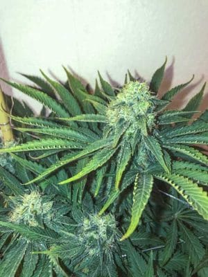 Big Nugs Fast