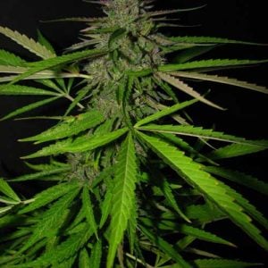 Image 1 of Big Red cannabis by Seedism Seeds – Fruity – 12/12 Photoperiod – Indoor-friendly – Seed City