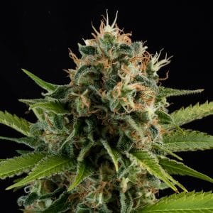 Big Trip Auto