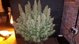 Big Yield Auto