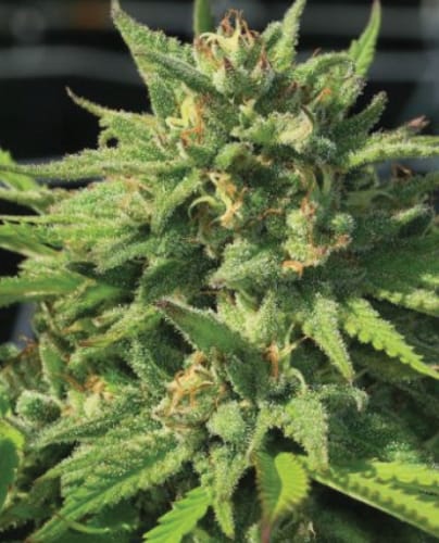 Bigfoot Glue cannabis seeds – Sativa-leaning – 12/12 Photoperiod – Resistant to Mould – image 2 from Seed City