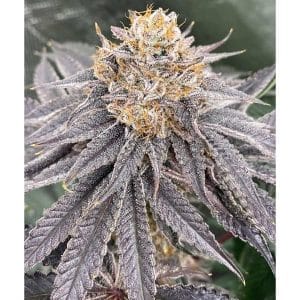 Biker 41 cannabis seeds – Feminized – 12/12 Photoperiod – 50% Indica/50% Sativa – image 1 from Seed City