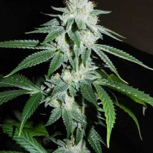 12/12 Photoperiod – Greenhouse – Regular – Biker Kush V2.0 strain – image 1 – from Karma Genetics via Seed City