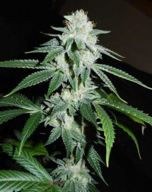 Biker Kush V2.0
