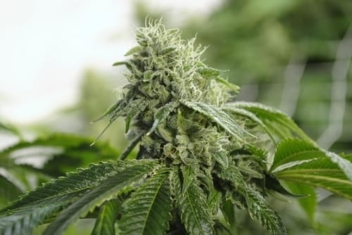 Image 12 of Biker Kush V2.0 cannabis by Karma Genetics – Piney – Tall (140cm plus) – Regular – Seed City