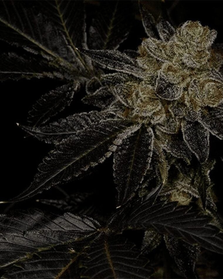 Biohazard from Archive Seeds