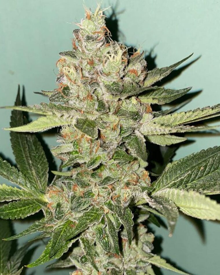 Image 1 of Biscotti 2.0 cannabis by The Plug Seedbank – Super Strength – Feminized – 12/12 Photoperiod – Seed City