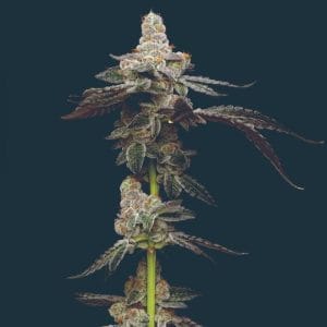 Biscotti cannabis seeds – Euphoric – Excellent harvest potential – Indica-heavy – image 1 from Seed City