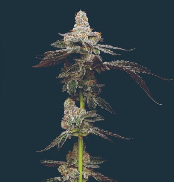 Biscotti Cannabis Seeds | Mavericks Genetics | Seed City