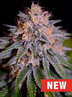 Biscotti Auto