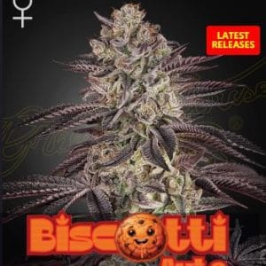 Image 1 of Biscotti Auto cannabis by Green House Seeds – Mostly Indica – Super Strength – Relaxing – Seed City