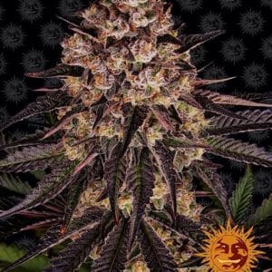 Biscotti Mintz cannabis seeds – 12/12 Photoperiod – Female seeds – Outdoor cultivation – image 1 from Seed City