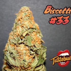 Biscotti #33 Auto from TasteBudz Seeds