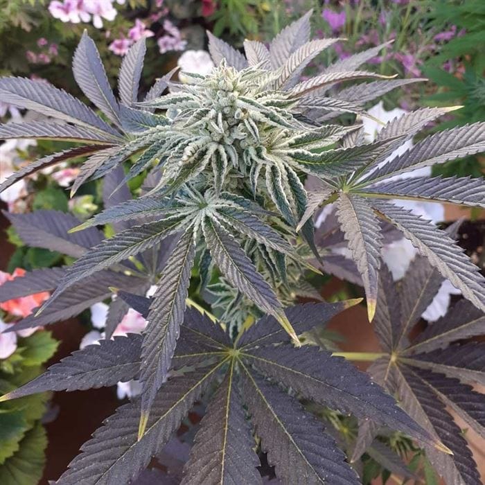 Biscotti x Off Road by Original Big Buddha Family Farms – 50% Indica/50% Sativa – Sweet – Regular – image 1 – Seed City